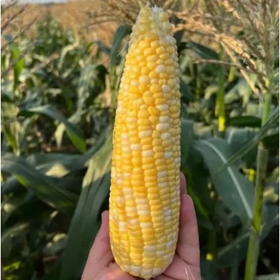 Прерия F1 – семена сахарной кукурузы, 1000сем., Libra Seeds